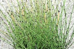 Equisetum scirpoides „Variegata”