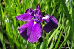Iris ensata „Rose Prelude”