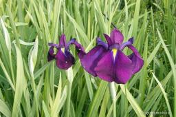 Iris ensata „Variegata”