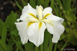 Iris ensata „White Ladies”