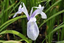 Iris laevigata „Mottled Beauty”