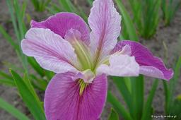 Iris louisiana „Colorofic”