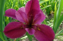 Iris louisiana „News Brief”
