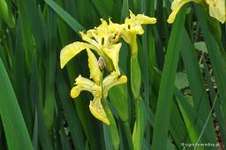 Iris pseudacorus „Bastardi”