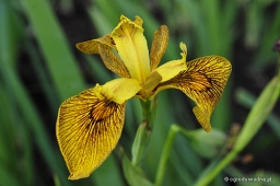 Iris pseudacorus „Berlin Tiger”