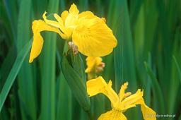 Iris pseudacorus „Flore Pleno”