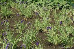 Iris setosa „Variegata”