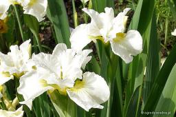 Iris sibirica „Bellissima”