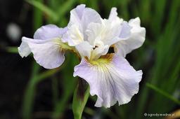 Iris sibirica „Dawn Waltz”