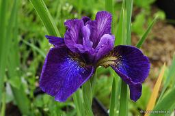 Iris sibirica „Emma Ripeka”