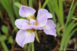 Iris sibirica „Lemon Veil”