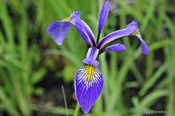 Iris versicolor „Gerald Darby”