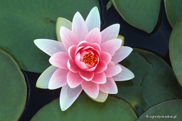 Nymphaea „Madame Wilfron Gonnere”
