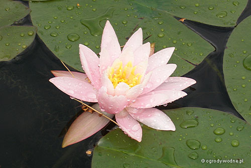 Nymphaea 'Rose Arey' - Lilia wodna