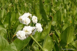 Sagittaria japonica „Flore Pleno”
