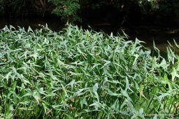 Sagittaria sagittifolia