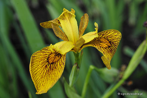Iris pseudacorus „Berlin Tiger”, kosaciec żółty 