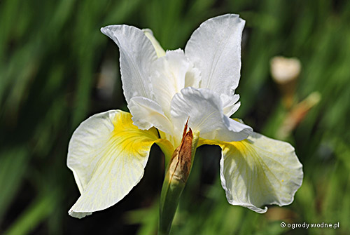 Iris sibirica „Snow Queen”, kosaciec syberyjski