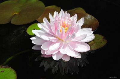 Lilia wodna, kwiat