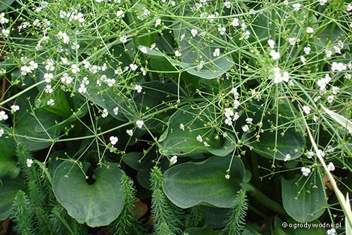 Alisma parviflora, babka drobnokwiatowa