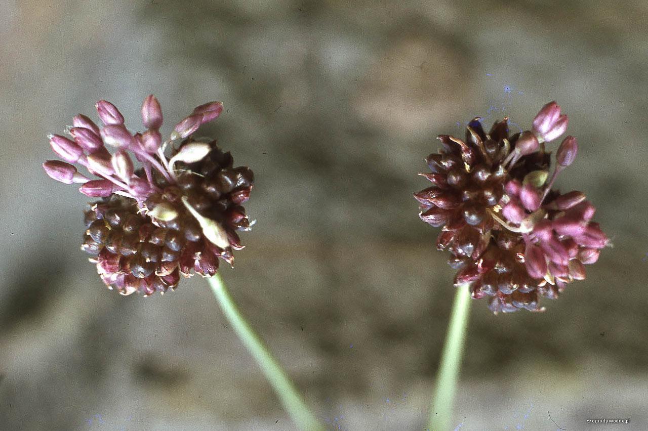 Allium vineale - czosnek winnicowy