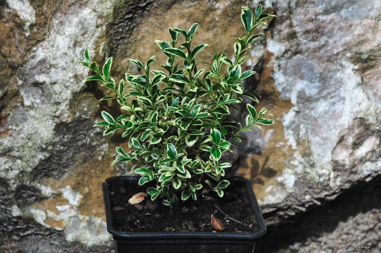 Buxus sempervirens „Variegata”, bukszpan wieczniezielony