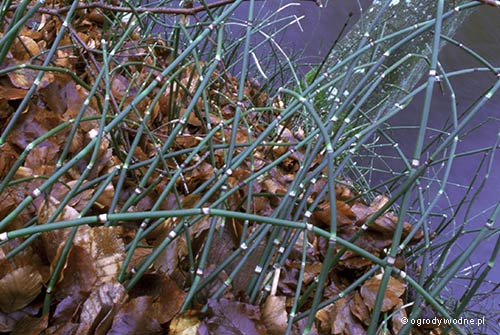 Equisetum hyemale, skrzyp zimowy