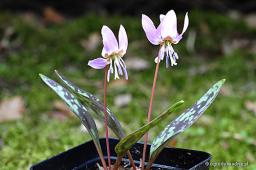 Erythronium dens-canis „Purple King”