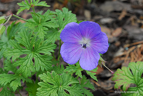 Geranium himalayense „Baby Blue”, bodziszek himalajski
