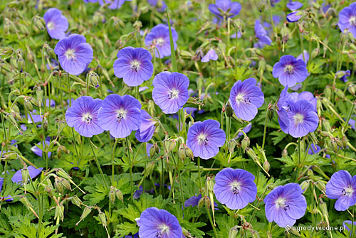 Geranium himalayense „Johnson's Blue”, bodziszek himalajski