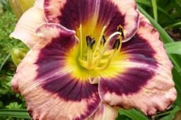 Hemerocallis „Awesome Blossom”
