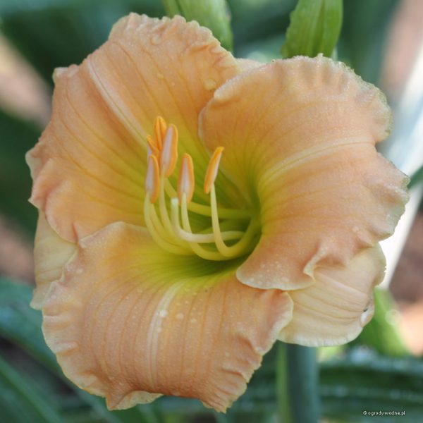 Hemerocallis „Maggie Fynboe” - liliowiec
