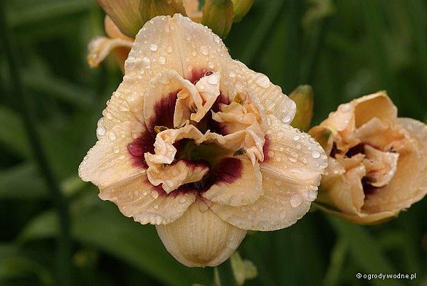 Hemerocallis „Roswitha”, liliowiec