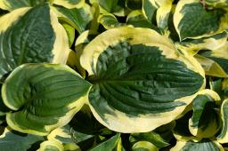 Hosta „Christmas Pageant”