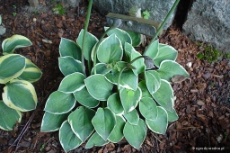 Hosta „Country Mouse”