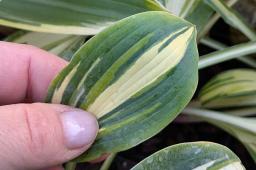 Hosta „Little Angel Wings”