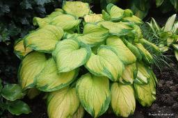 Hosta „Stained Glass”