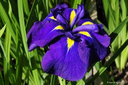 Iris ensata „Azure”