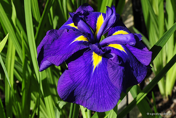 Iris ensata „Azure”, kosaciec mieczolistny 