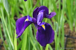 Iris ensata „Edmonton”
