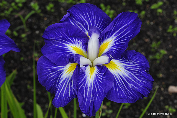 Iris ensata „Gusto”, kosaciec mieczolistny
