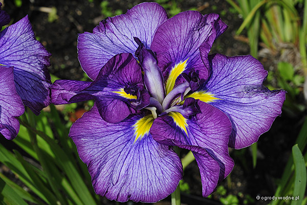 Iris ensata „Jokasta”, kosaciec japoński 
