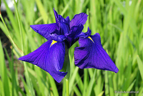 Iris ensata „Loyalty”, kosaciec mieczolistny
