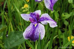 Iris ensata „Marmouroa”