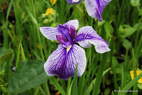 Iris ensata „Marmouroa”, kosaciec mieczolistny 