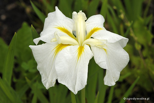 Iris ensata „White Ladies”, kosaciec mieczolistny 
