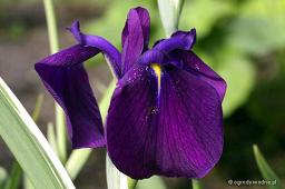 Iris laevigata „Variegata”