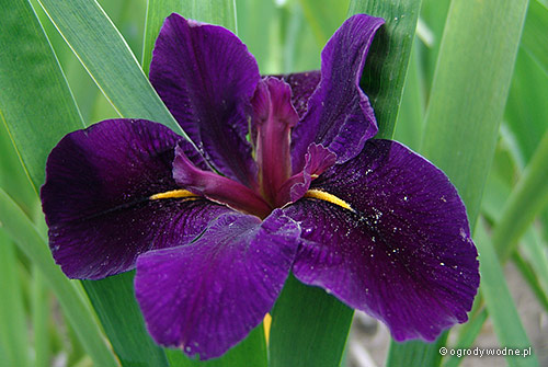 Iris louisiana „Black Gamecock”, kosaciec luizjański