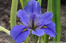 Iris louisiana „Blue”