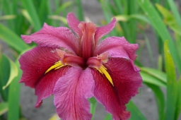 Iris louisiana „Rhett”